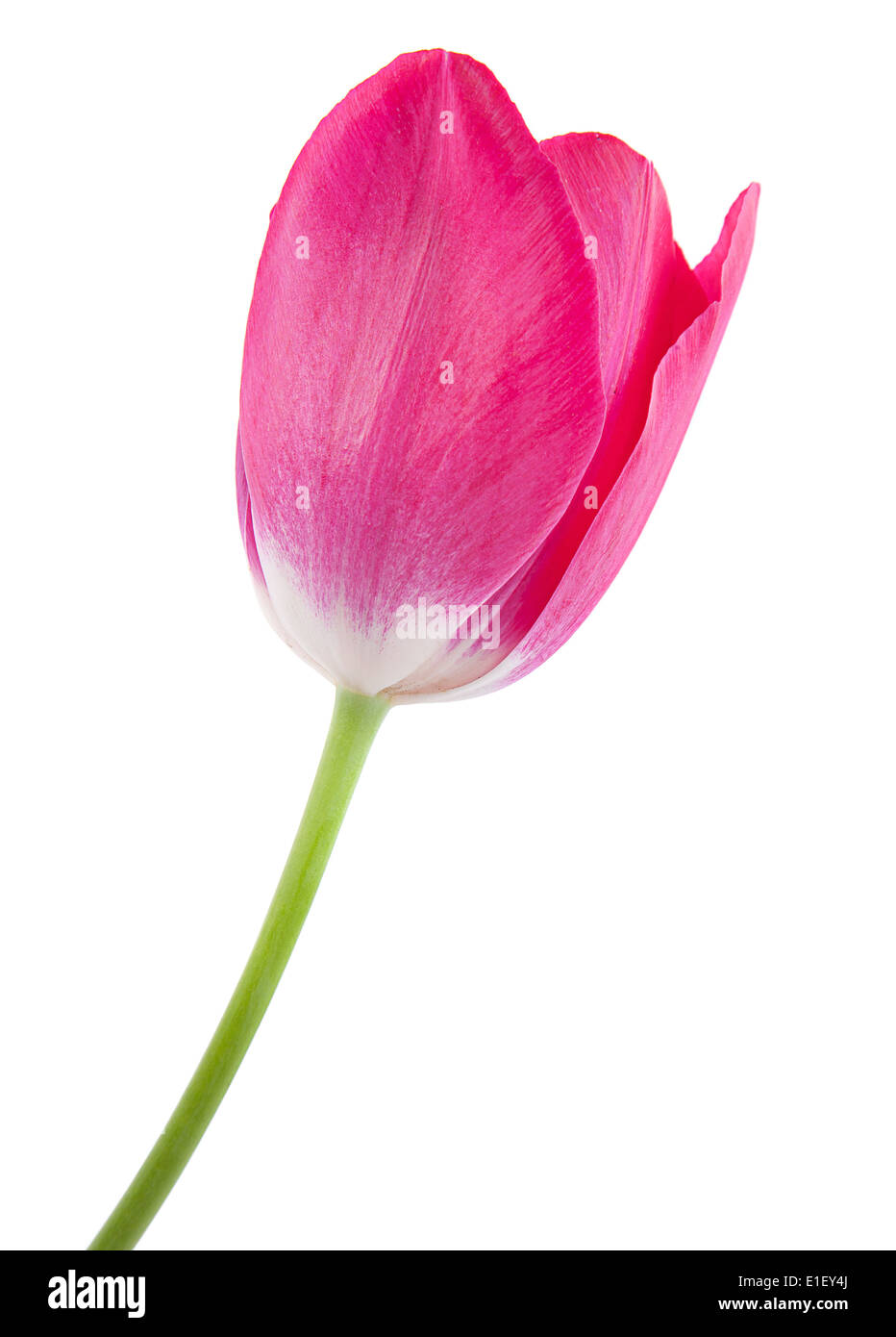 Pink tulip isolated on white background Stock Photo - Alamy