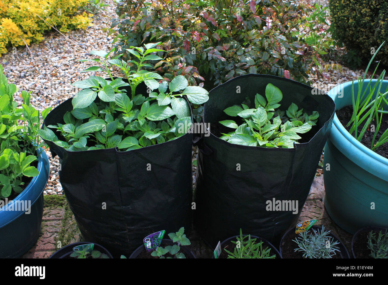 Growing Potatoes in Plastic Bags the Cheap & Easy Way 