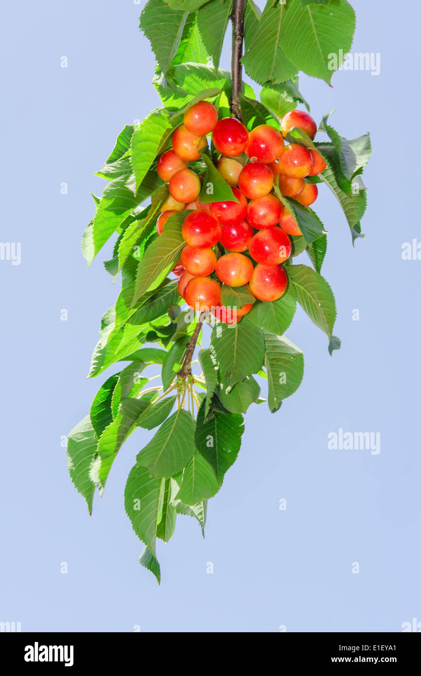 Long branch of white rainier cherry with ripe sweet juicy berries and sunlit foliage against clear blue sky Stock Photo
