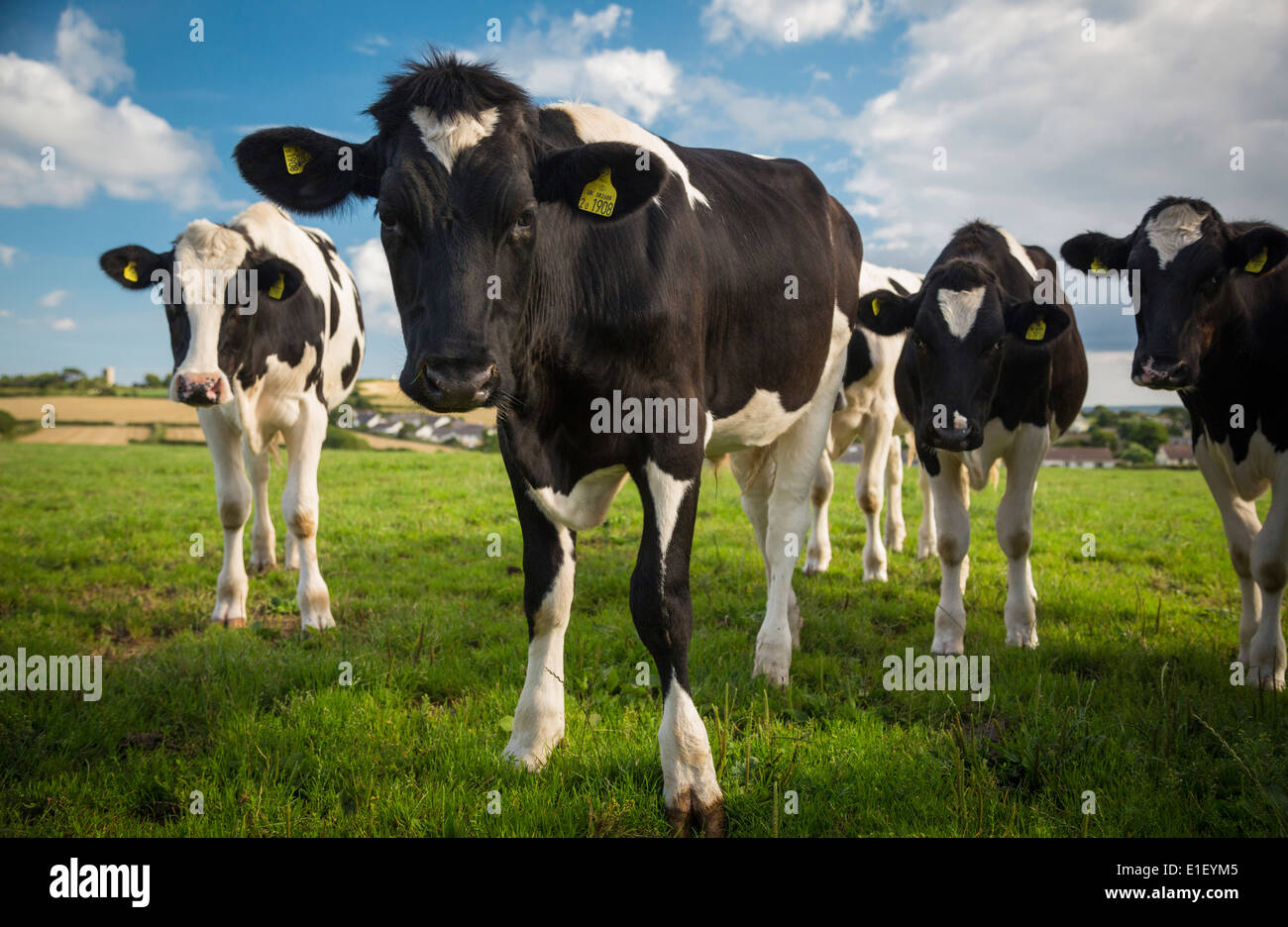 Inquisitive cows in field in the English countryside Stock Photo
