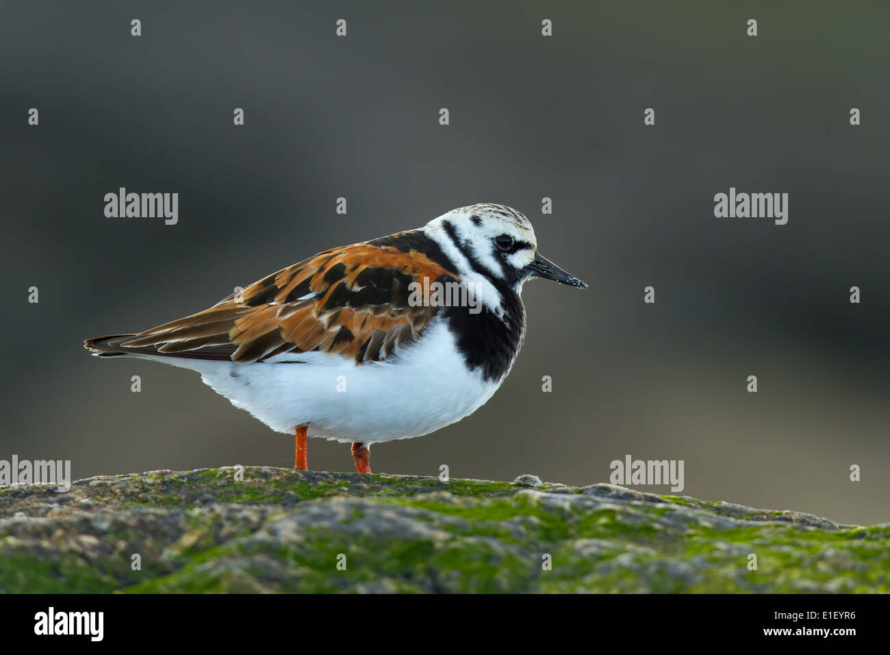 Turnstone (Arenaria interpres) in breeding plumage on a rock. North Uist, Outer Hebrides, Scotland, UK Stock Photo