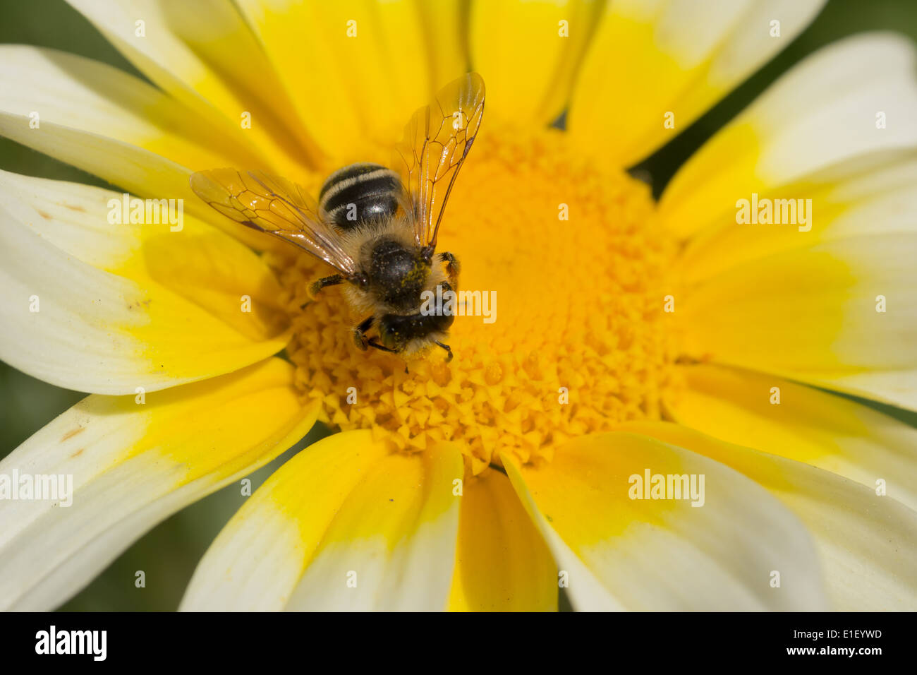 A bee feeding under the sunlight Stock Photo