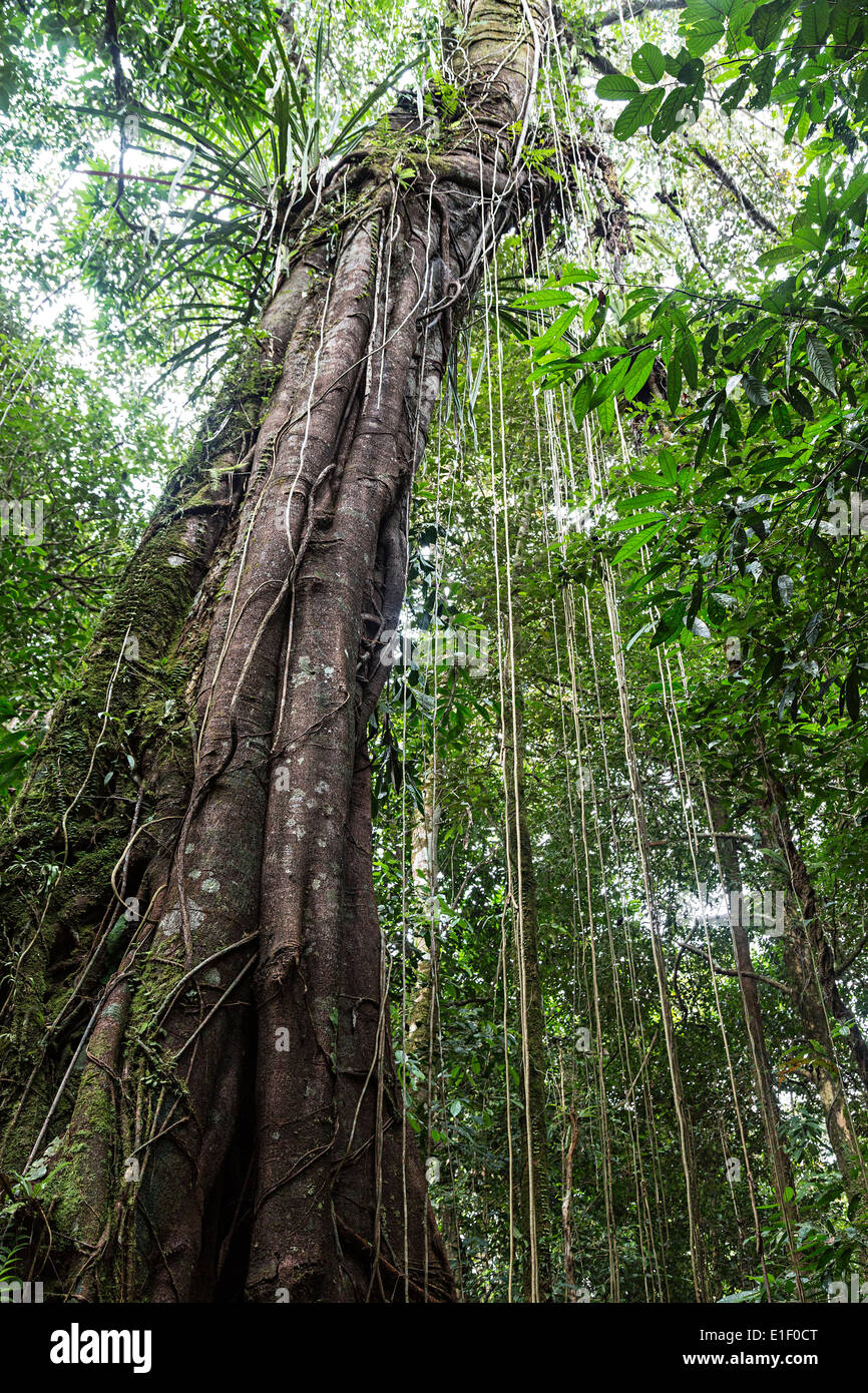 Fig tree in rainforest, Mulu, Malaysia Stock Photo Alamy