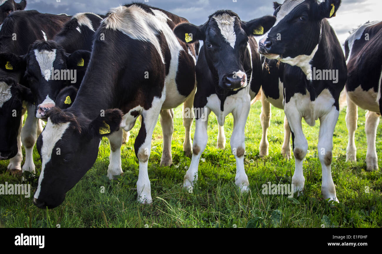 A herd of inquisitive cows gathered around in an English pasture Stock Photo