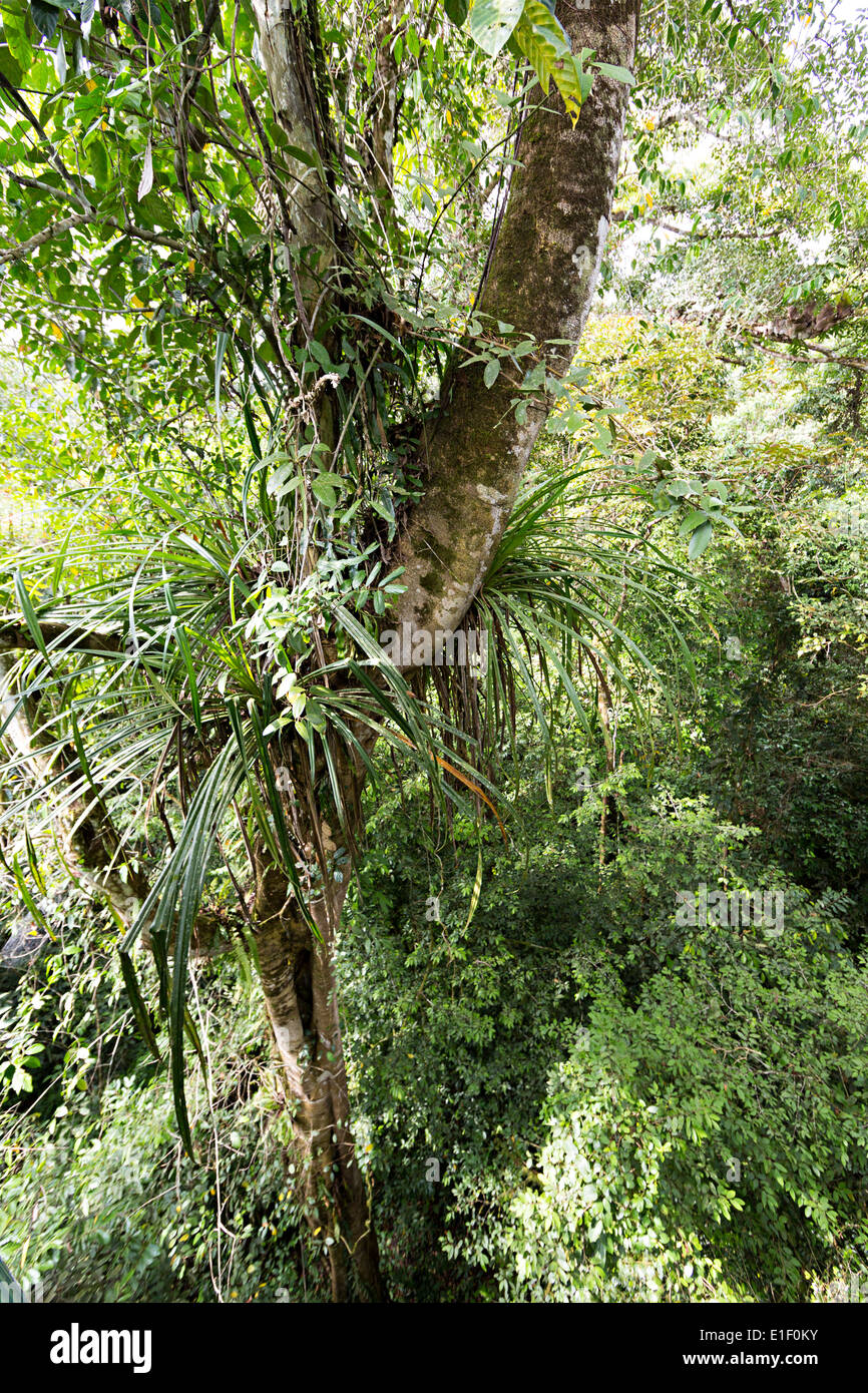 Epiphytes in upper part of rainforest canopy, Gunung Mulu National Park, Malaysia Stock Photo