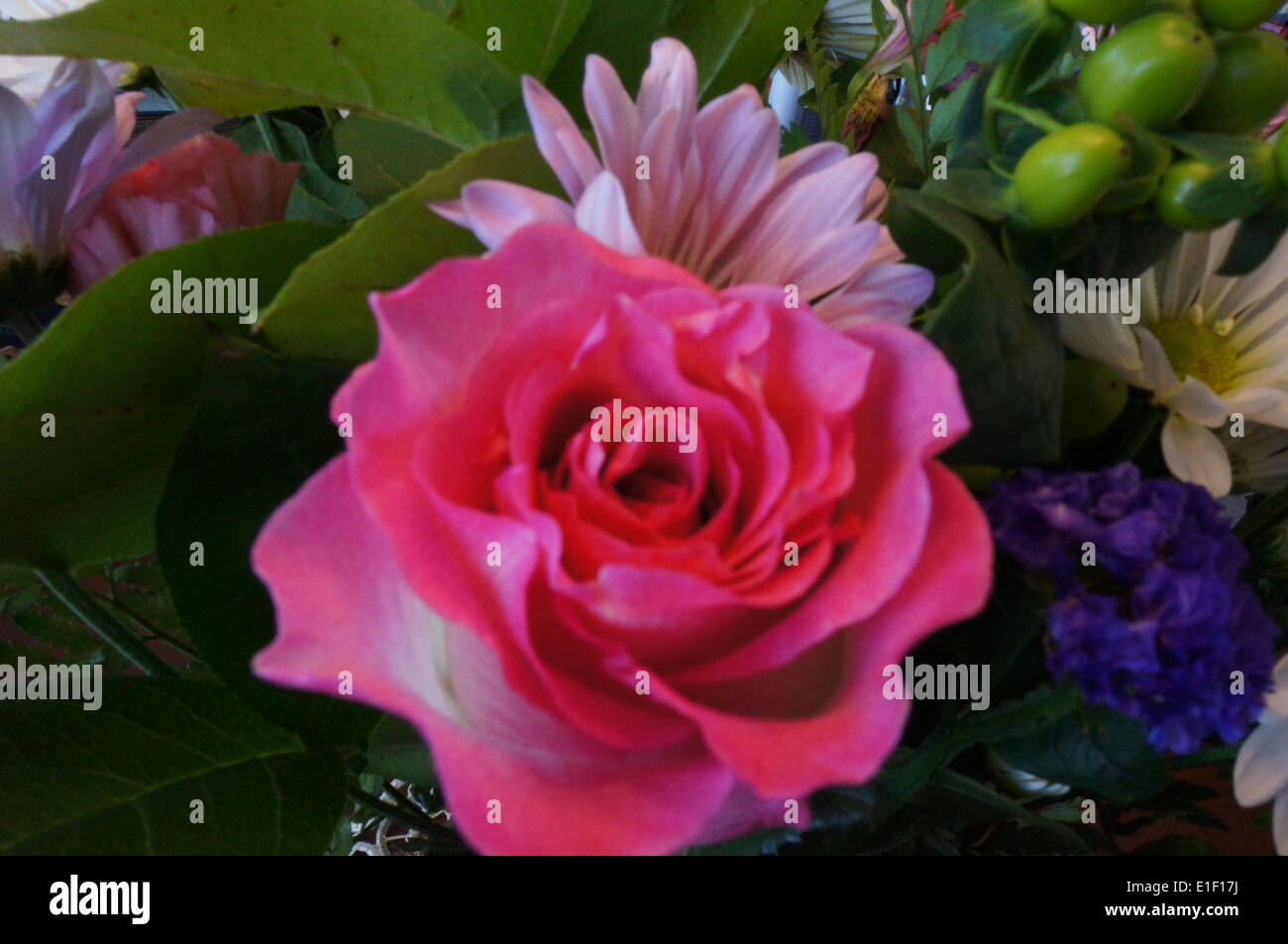 pink rose in bloom Stock Photo Alamy