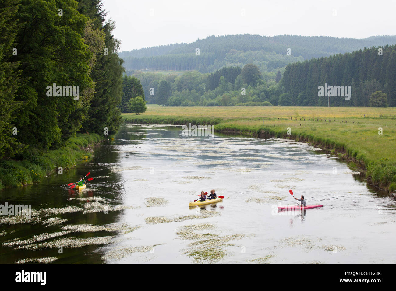 Five people paddling in canoes on the river Semois in the neighborhood of Mortehan in the Ardennes, Belgium Stock Photo