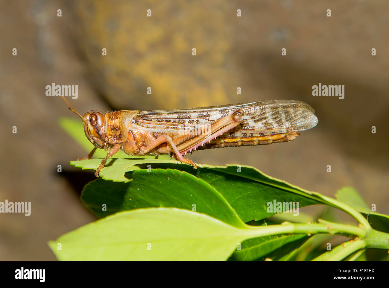 Desert Locust (Schistocerca gregaria) Stock Photo