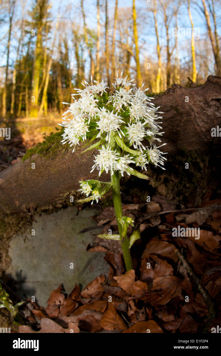 White buuterbur (Petasites albus) flowering in woodland on the shore of lake Windermere in the Lake District National Park. Stock Photo