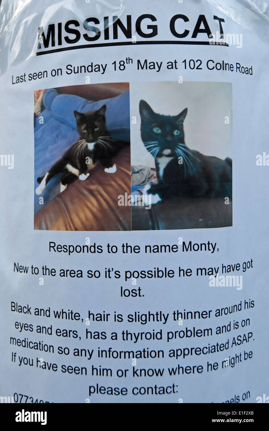 missing cat notice, twickenham, middlesex, england Stock Photo