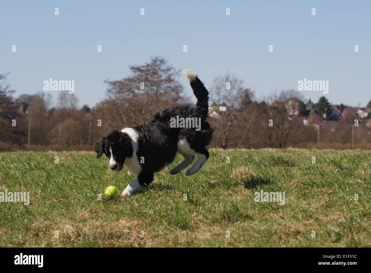 Junger Border Collie rennt hinter einem Ball her Stock Photo