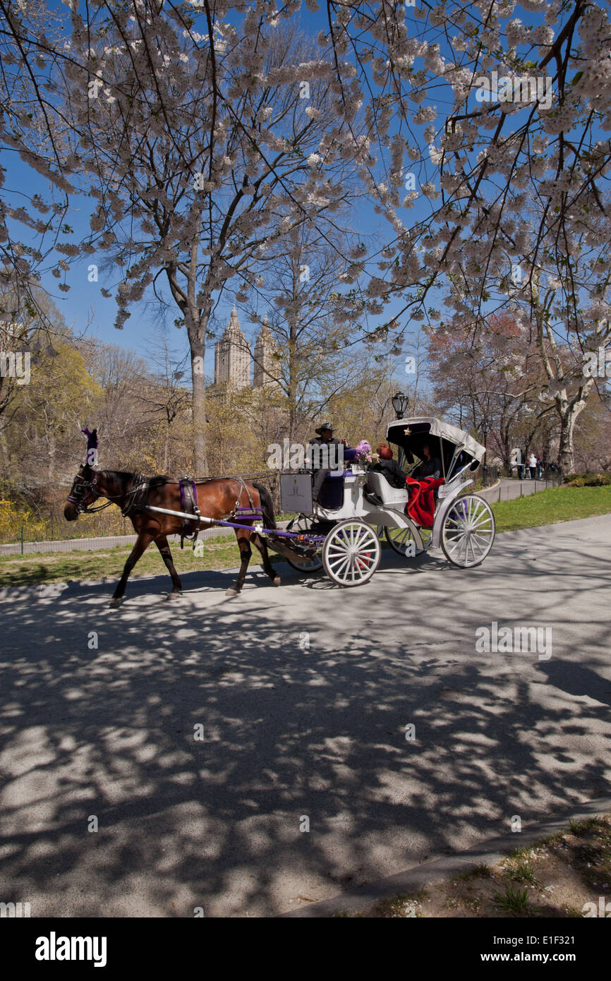 Horse and carriage in New York's Central Park, US, spring and sunny day Stock Photo