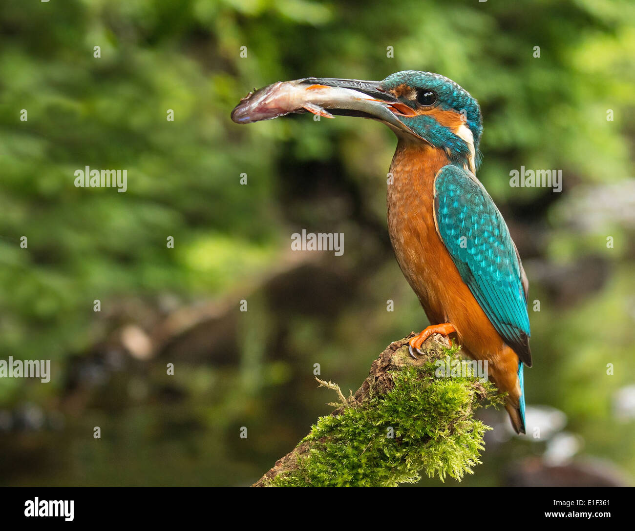 kingfisher alcedo atthis wide angle river Stock Photo
