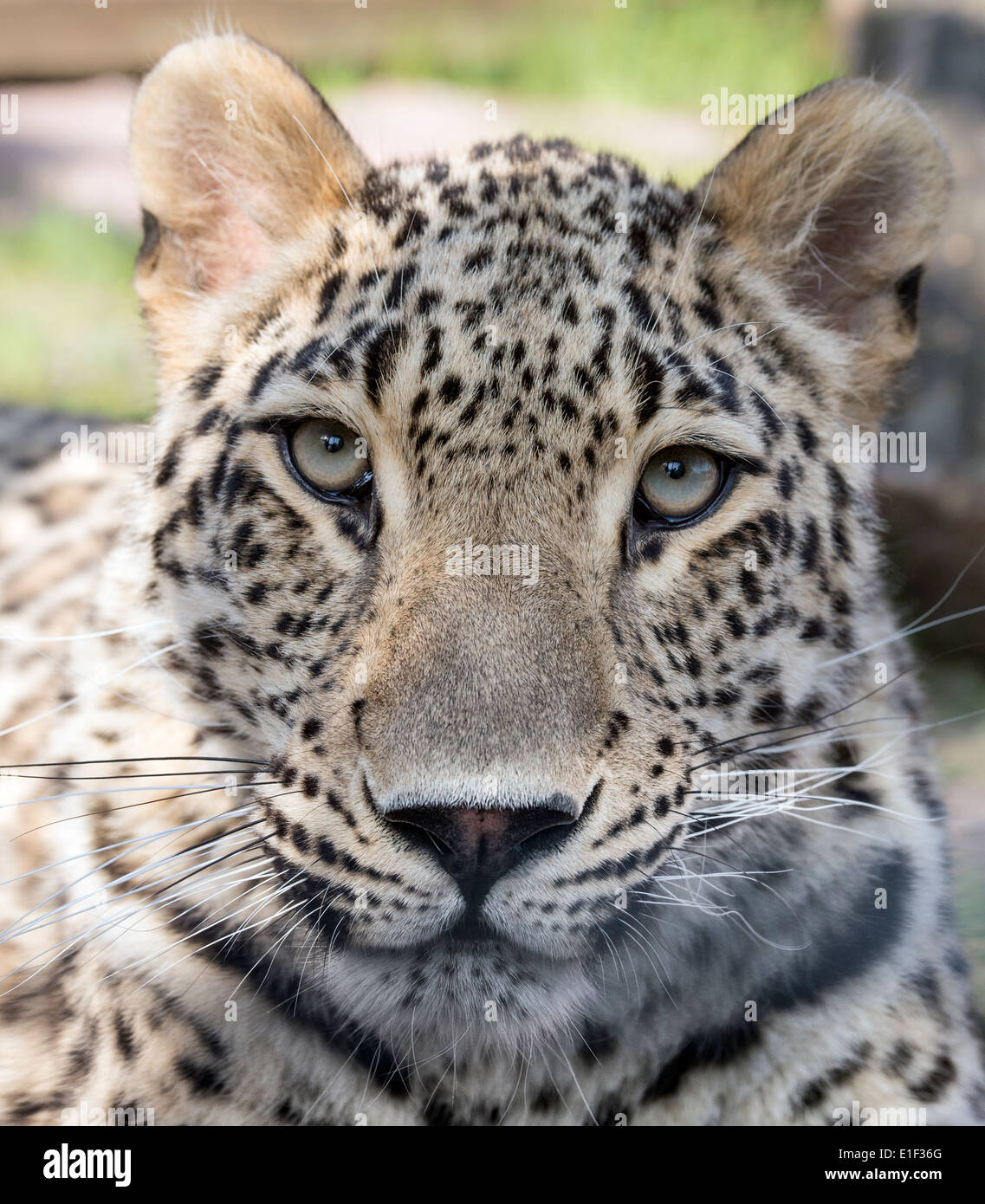 Male Persian leopard (face shot) Stock Photo