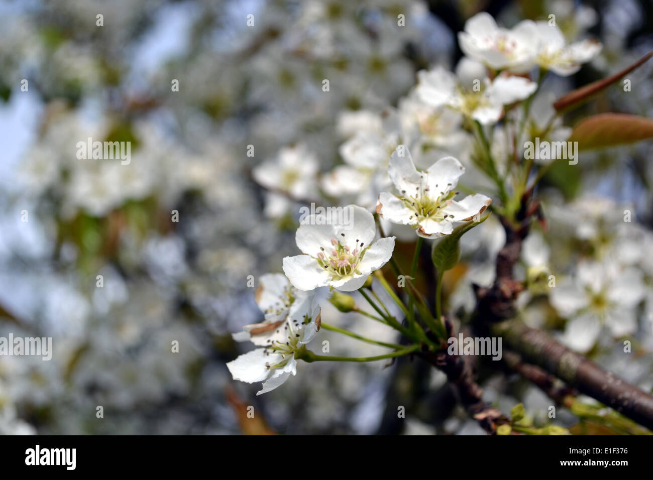Spring blossom of Pyrus ussuriensis blossom, commonly know as Ussurian pear, Harbin pear or Manchurian pear tree. Stock Photo