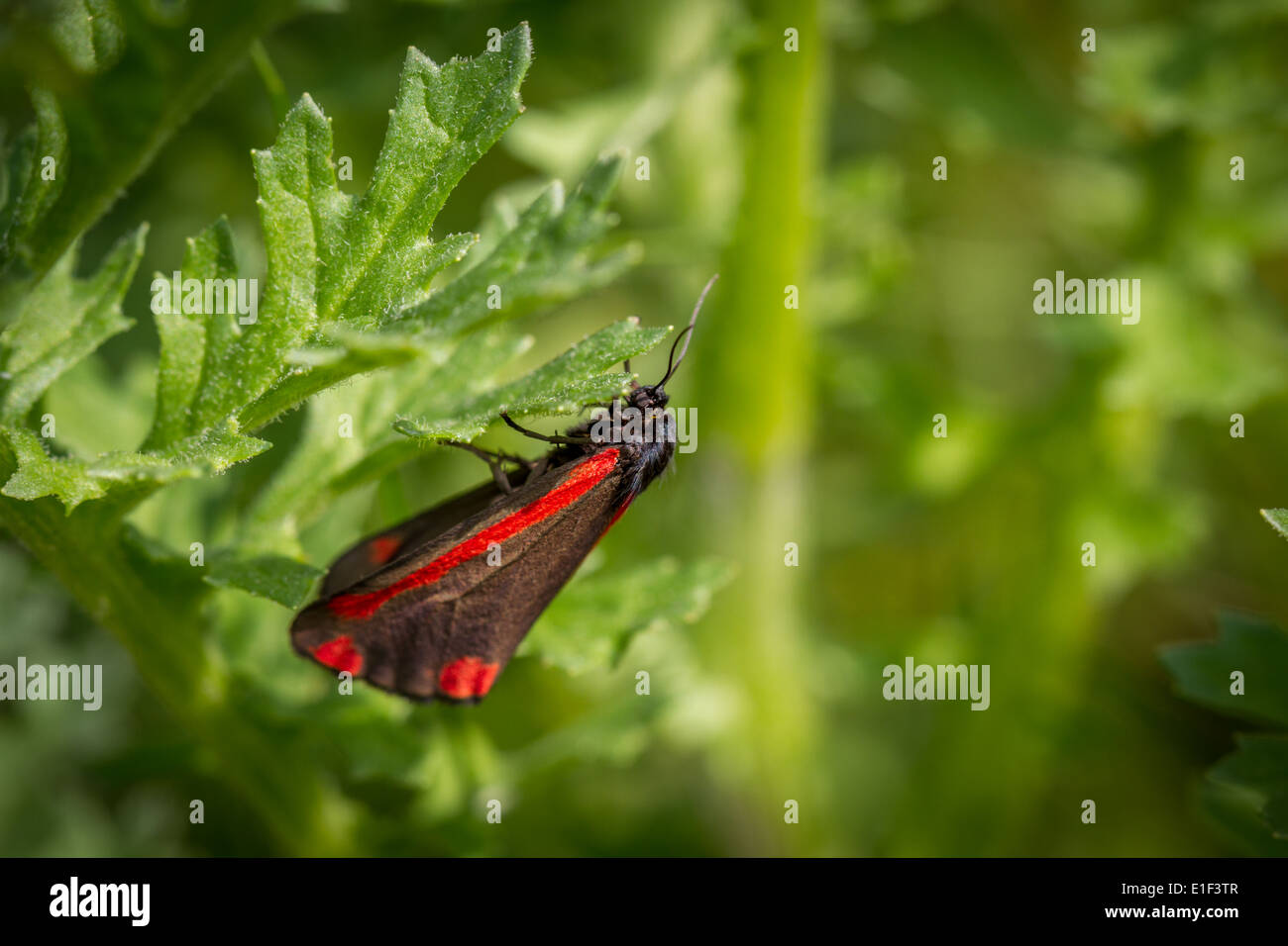 cinnabar moth, Dorset, UK Stock Photo