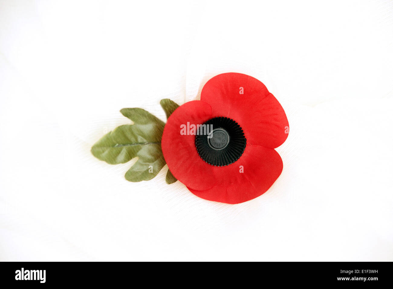 Poppy on a white background the poppy emblem for remembrance & memory of the fallen in wars of the past & ongoing campaigns Stock Photo