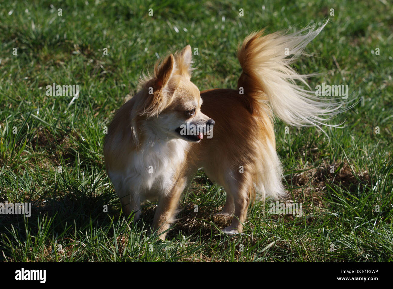 Langhaar Chihuahua steht seitlich auf der Wiese Stock Photo