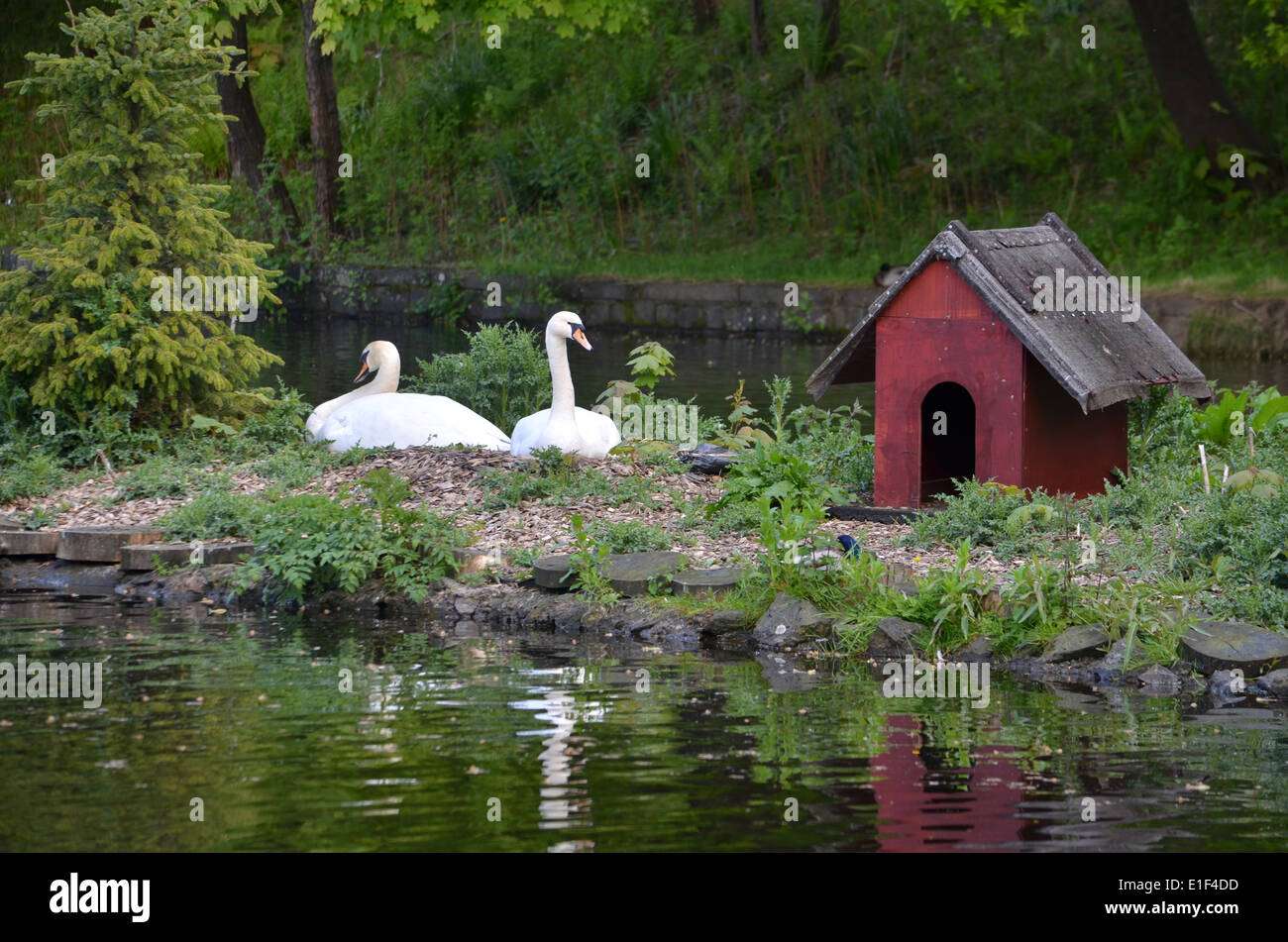 Swans nesting on the island on the duck pond in the Dalmuir Park Stock Photo
