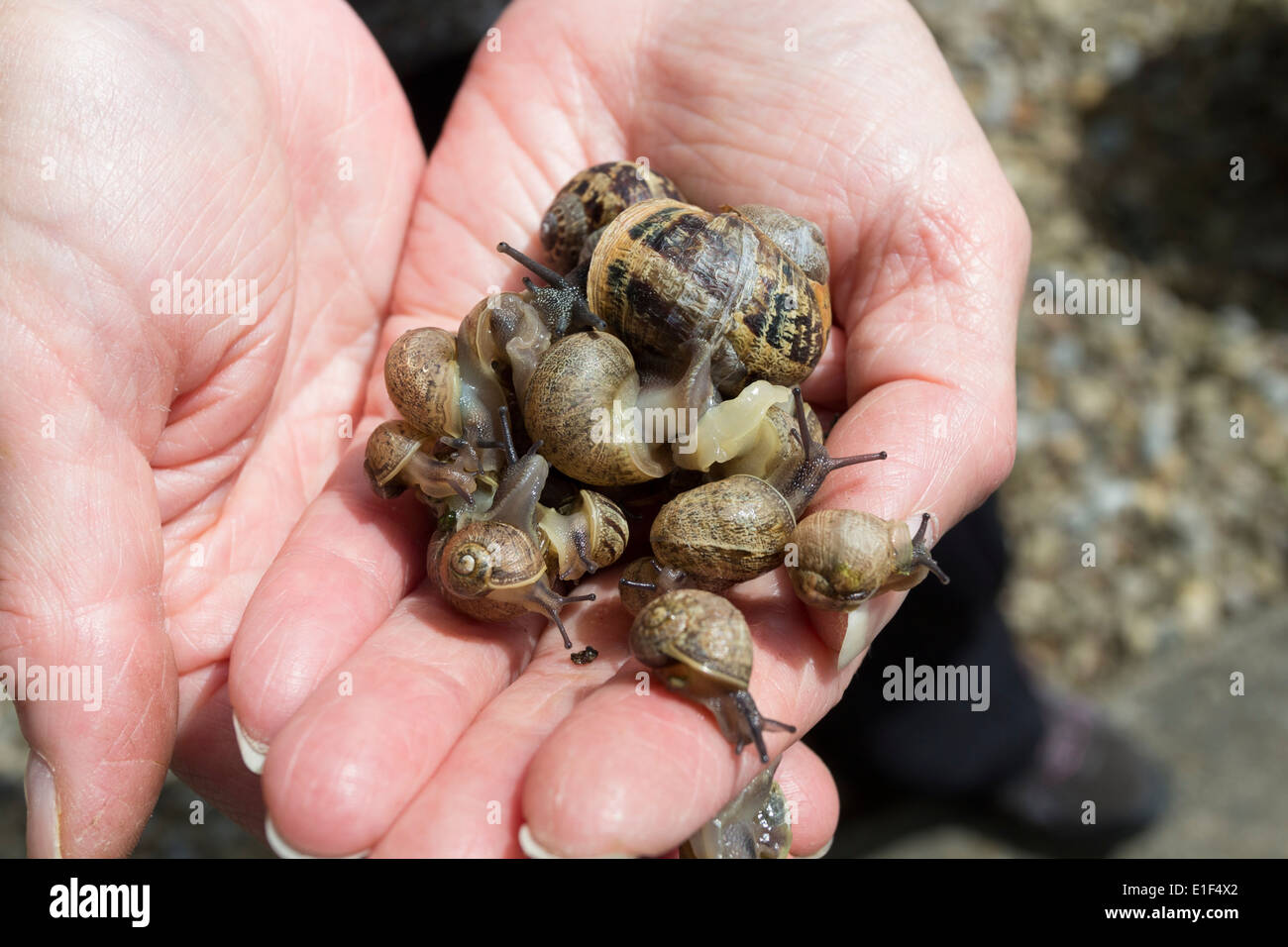 Snails uk hires stock photography and images Alamy