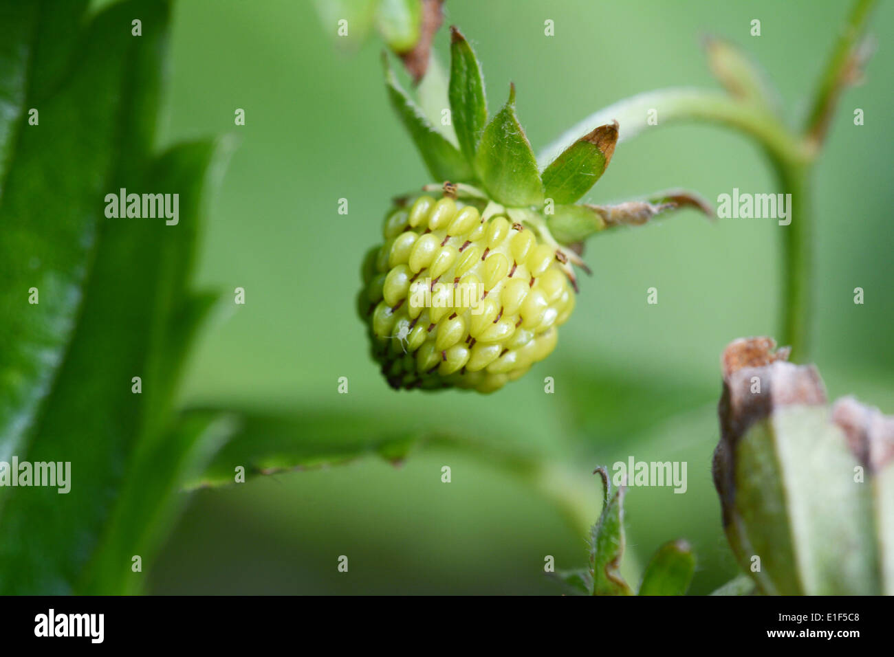 Unripe strawberry fruit hi-res stock photography and images - Alamy