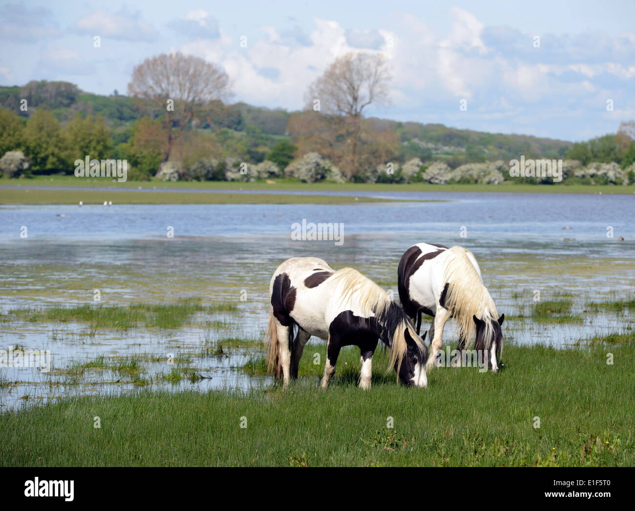 Vanner horses grazing the spring grass on Port Meadow, Oxford Stock