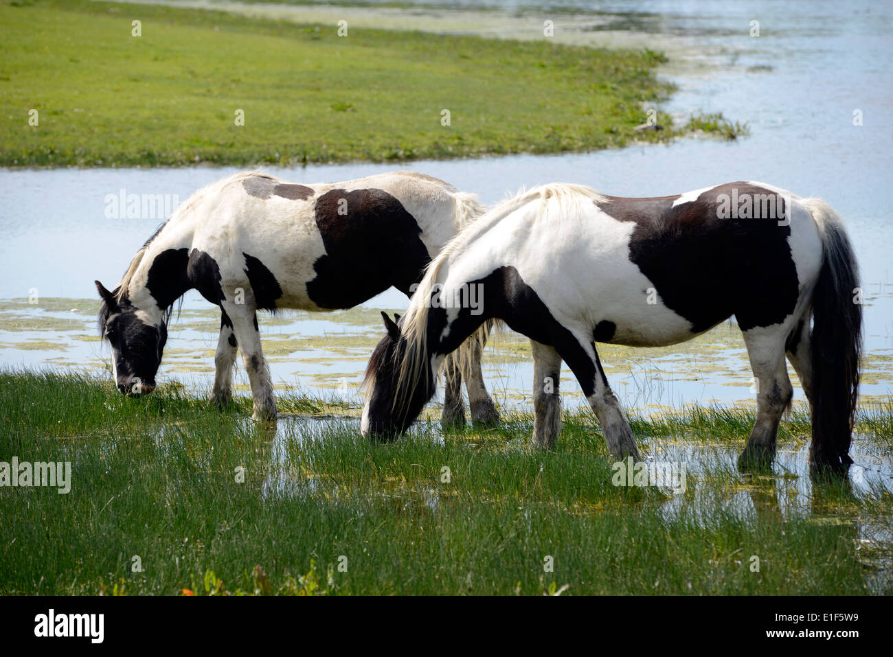 Port meadow oxford horses hires stock photography and images Alamy