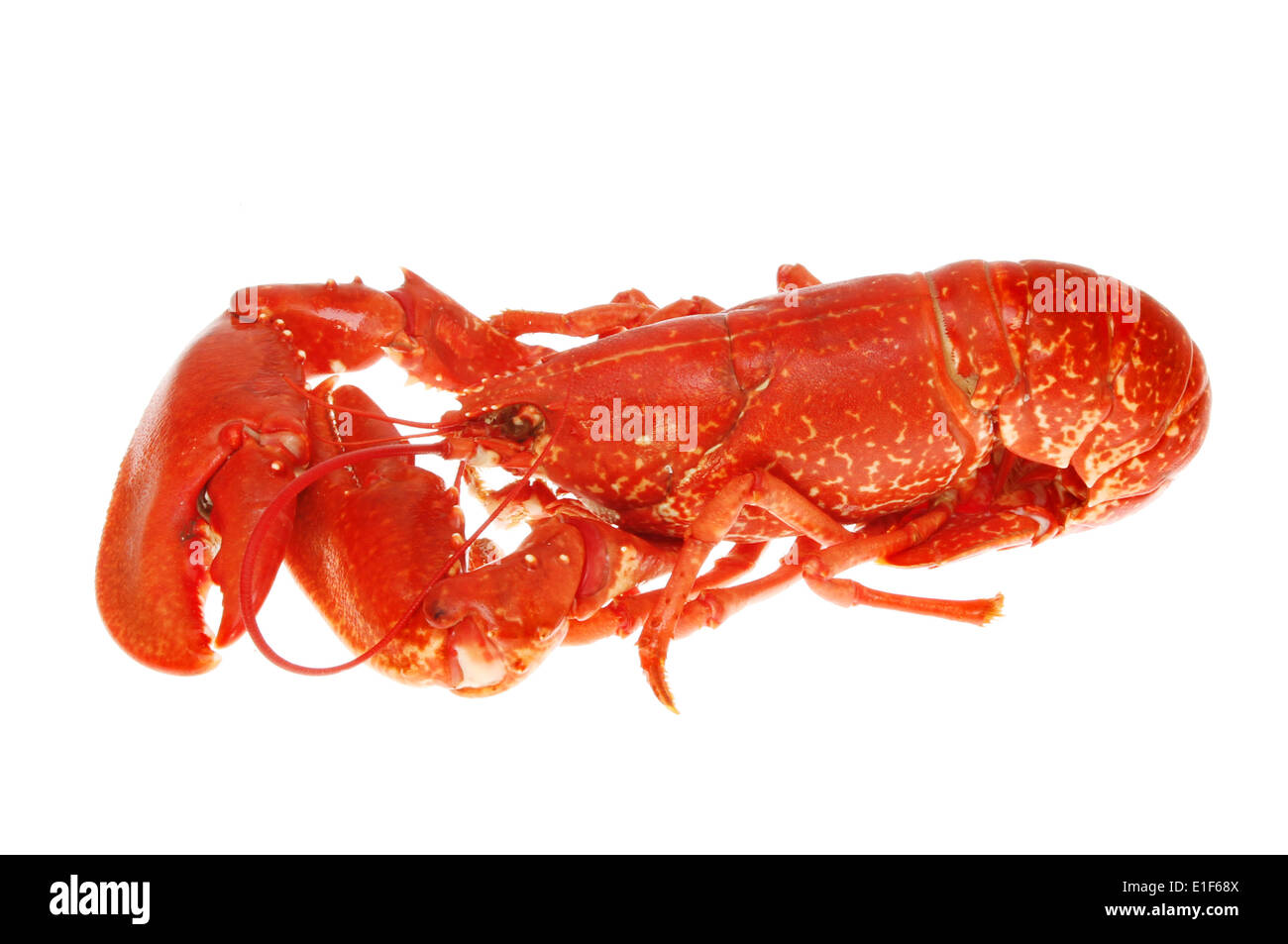 Whole cooked lobster isolated against white Stock Photo