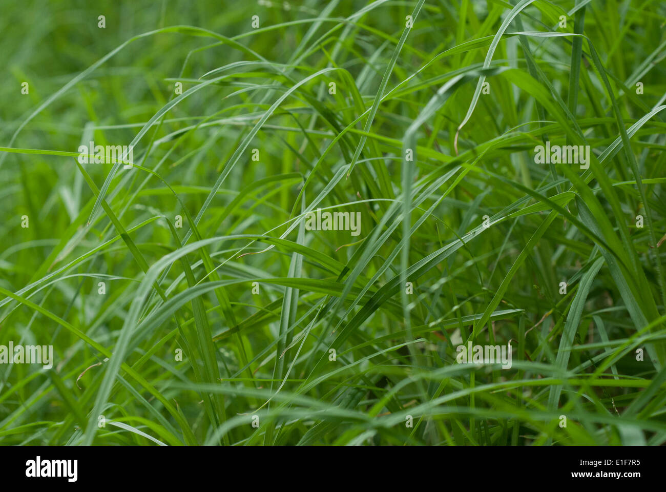 Tall wild grass hi-res stock photography and images - Alamy