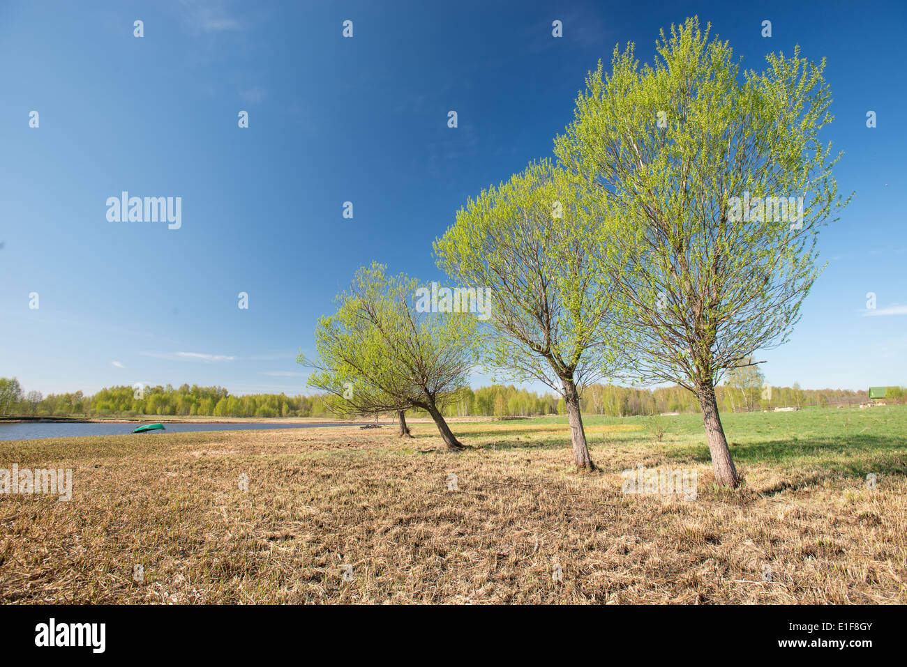 The three trees in summer hi-res stock photography and images - Alamy