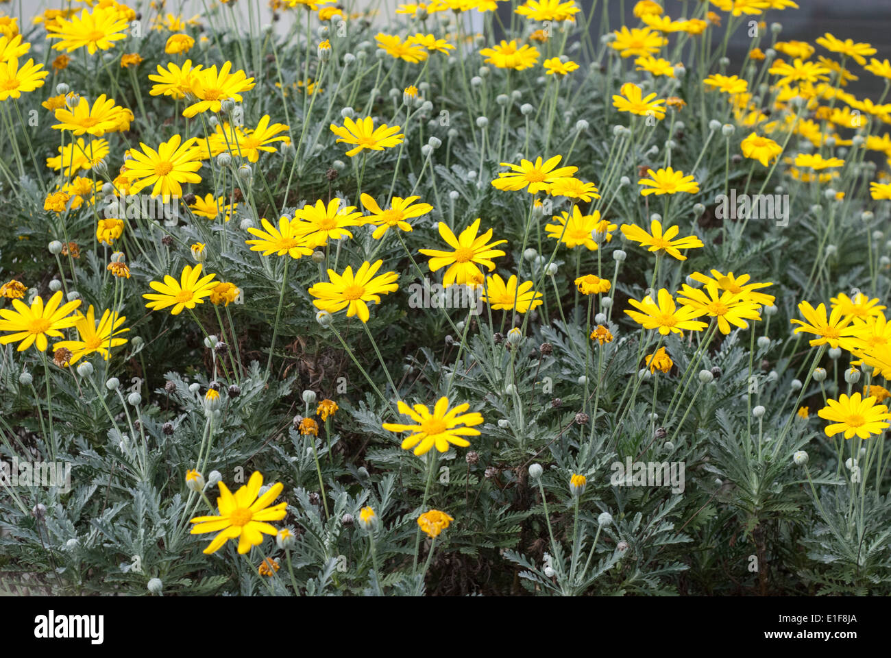 yellow perennial daisies Stock Photo Alamy