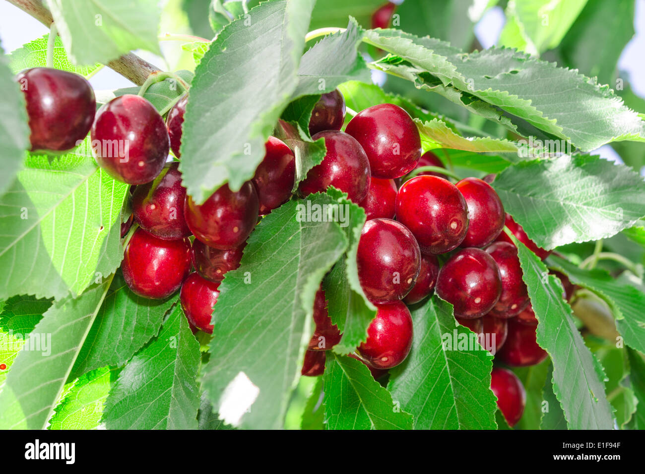 Tasty sweet cherry berry harvest in lush leafage on orchard tree branch Stock Photo