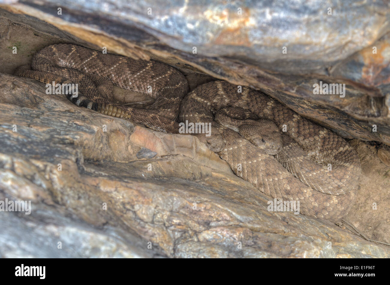 Western Diamondbacked Rattlesnakes, (Crotalus atrox), laying out at a den in the Manzano