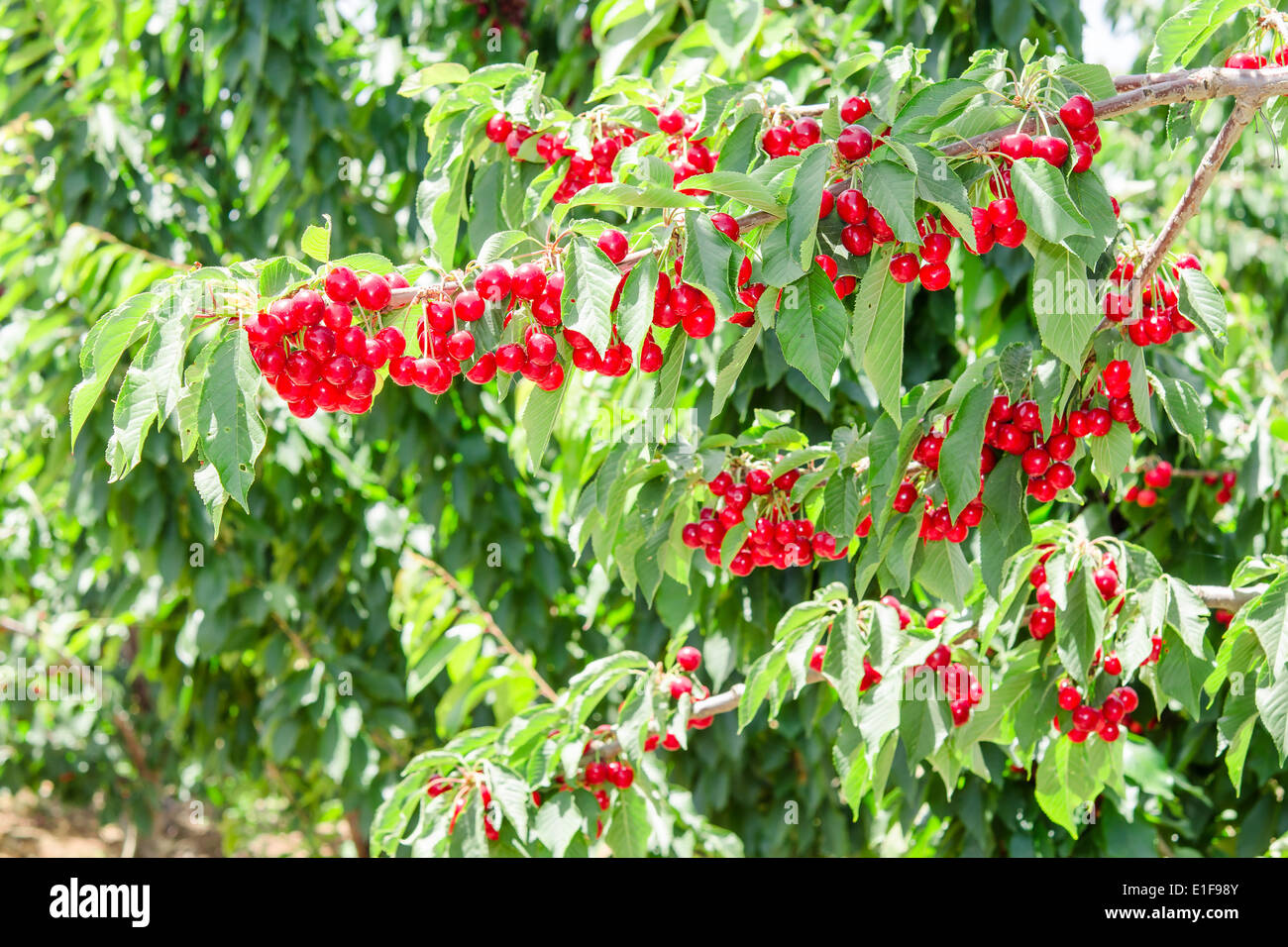 Cherry berry tree in orchard with bright red fruits and lush green
