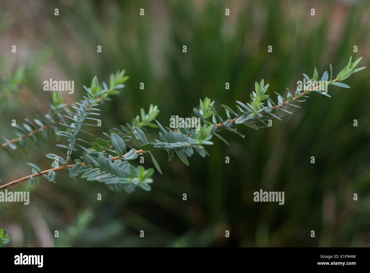 Plant stem and leaves hi-res stock photography and images - Alamy