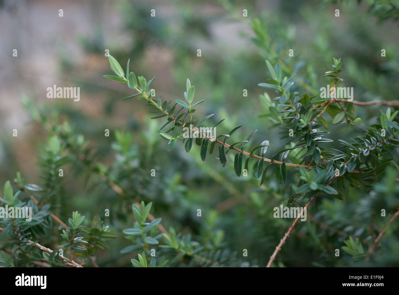 Plant stem and leaves hi-res stock photography and images - Alamy