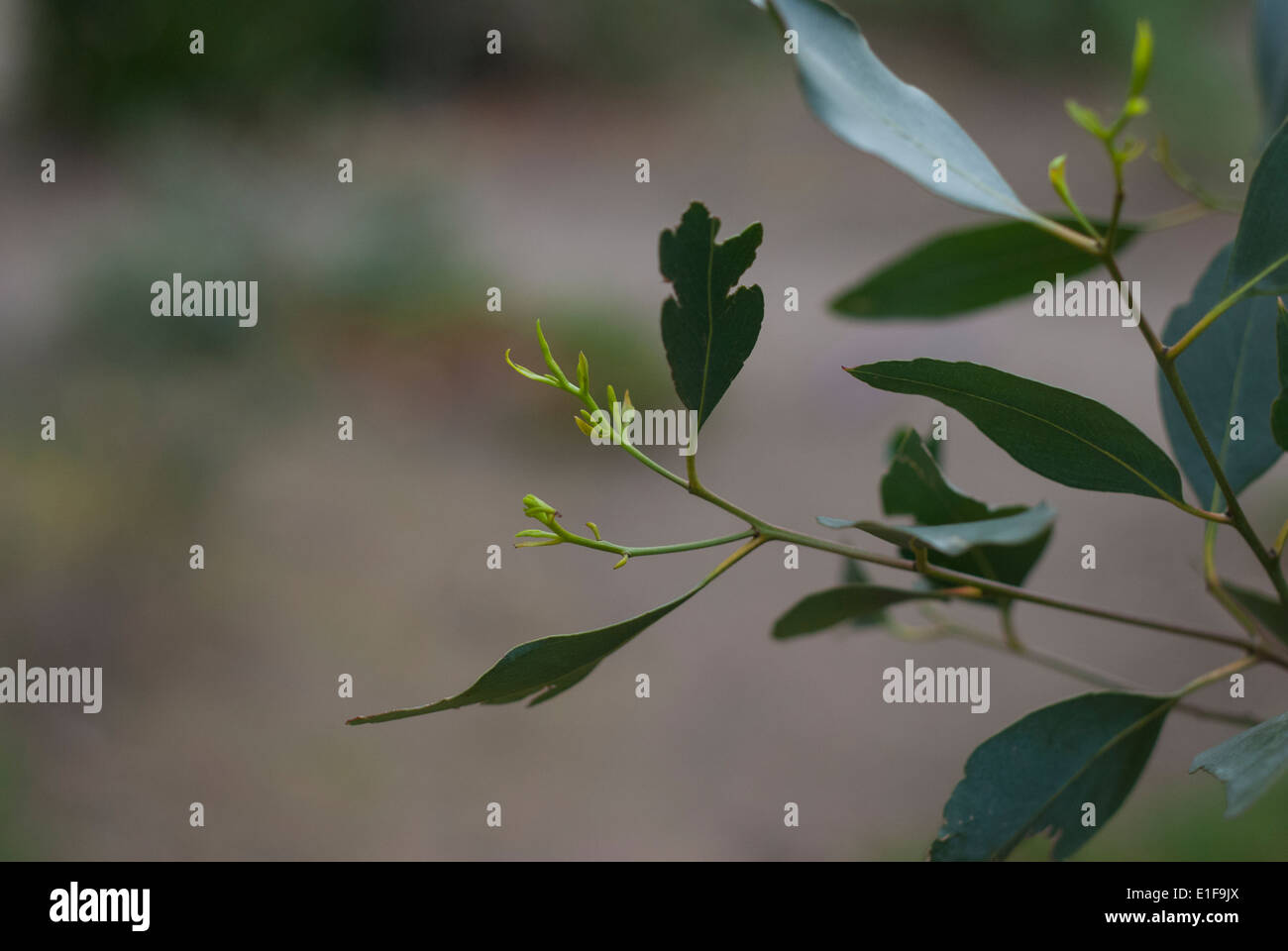 Young Gum Tree Leaves Stock Photo Alamy