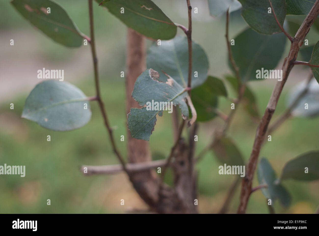 Gum tree leaves hires stock photography and images Alamy