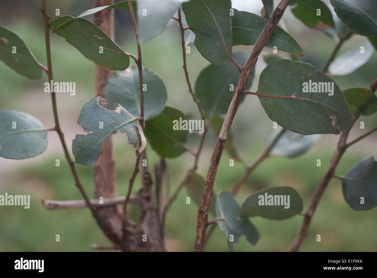 Gum tree with leaves hires stock photography and images Alamy