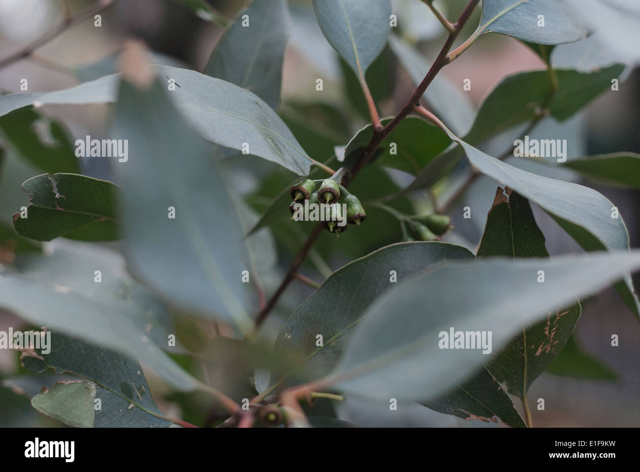Gum tree leaves hires stock photography and images Alamy
