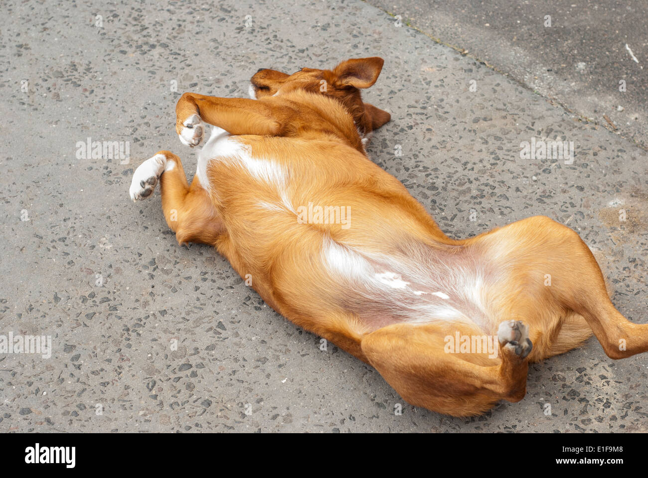 Do Dogs Hate The Color Orange