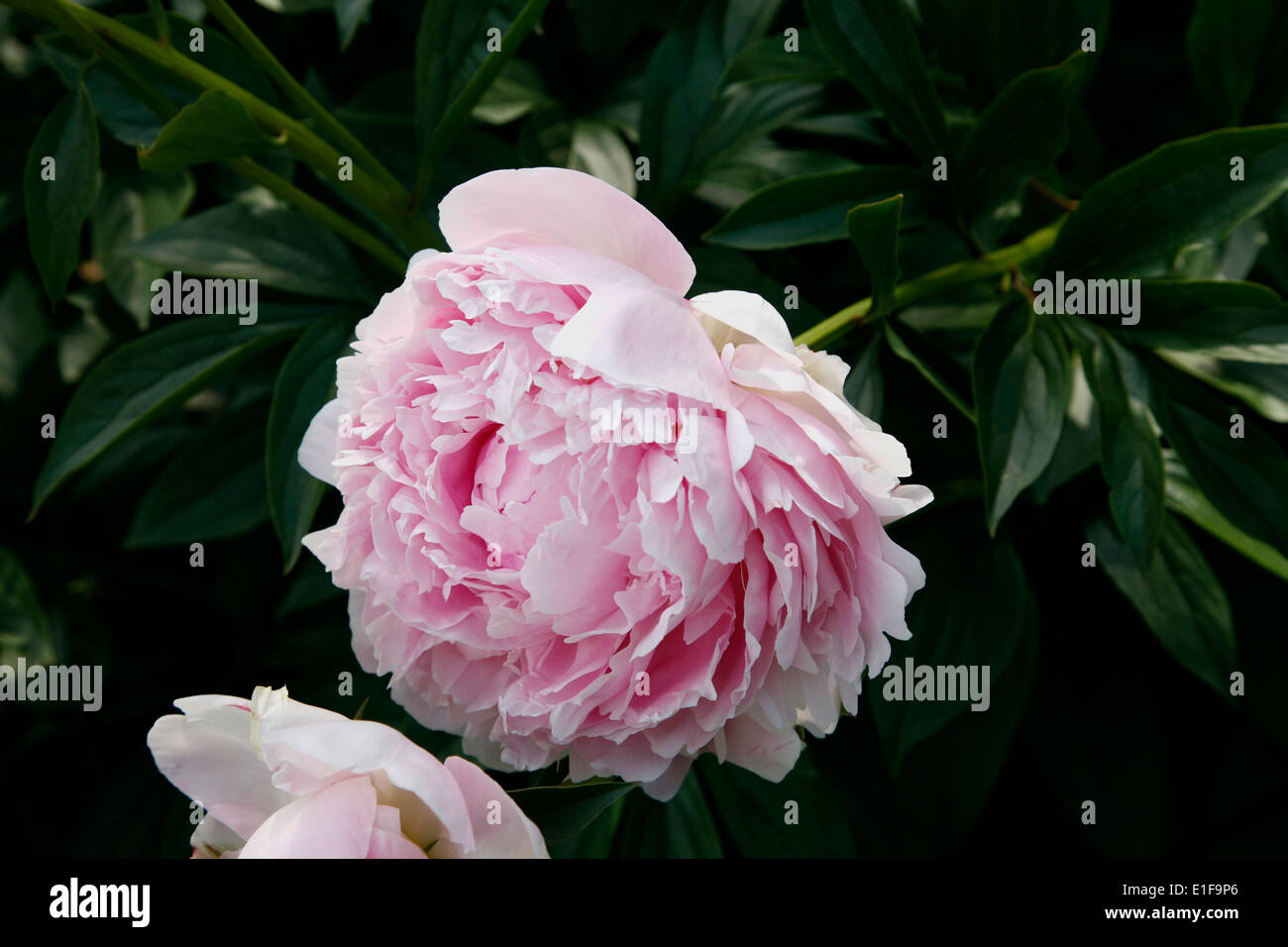 Pillow Talk Peony Native To Temperate Asia Stock Photo 69793086