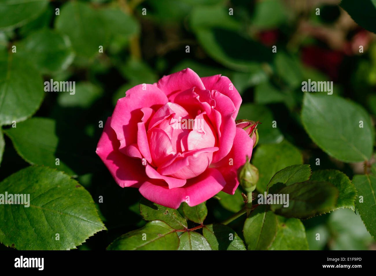 Pink Double Knock Out rose introduced in 2007. Stock Photo