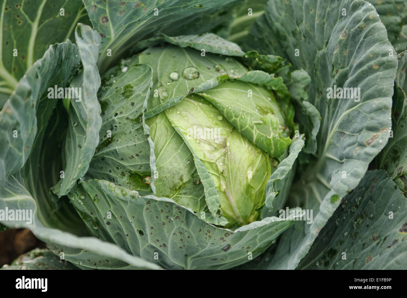giant cabbage in Cemoro Lawang near Mount Bromo, East Java, Indonesia Stock Photo