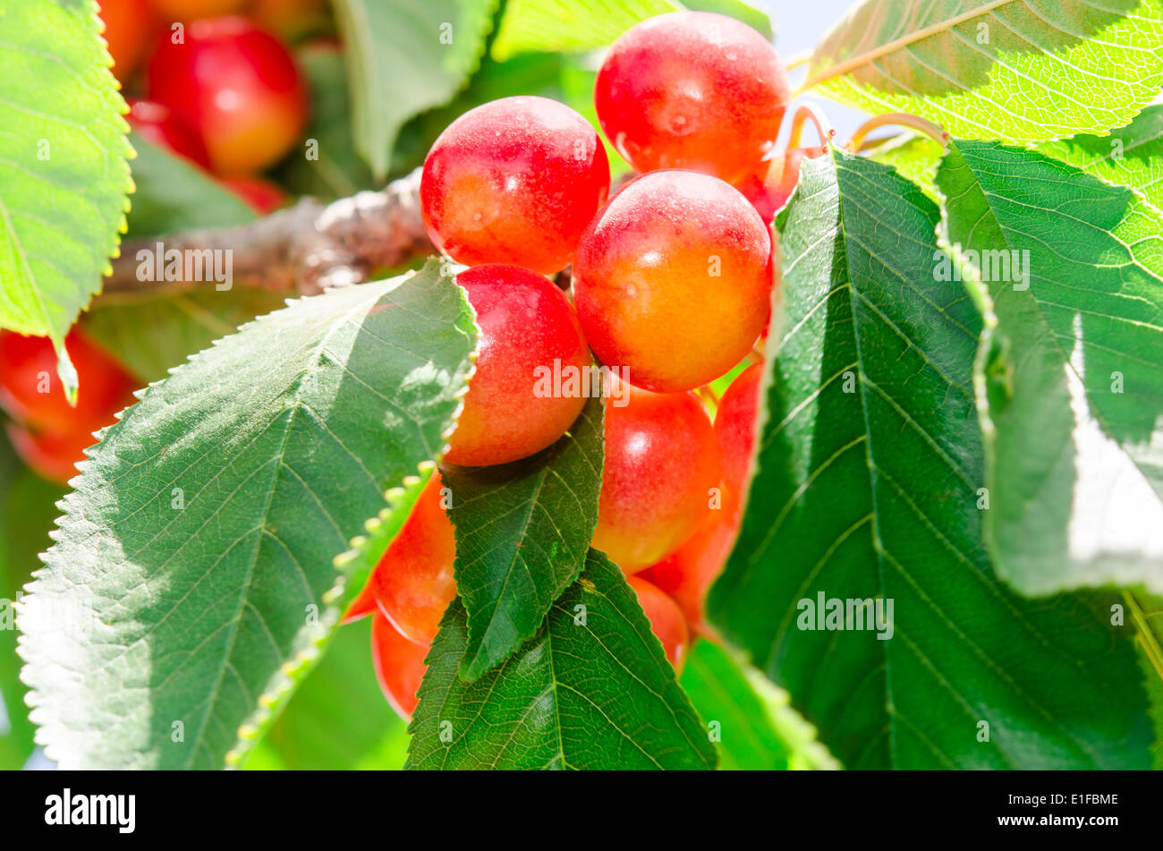 Ripe juicy sweet rainier cherry white berry fruits sunlit on tree branch with leaves in orchard Stock Photo
