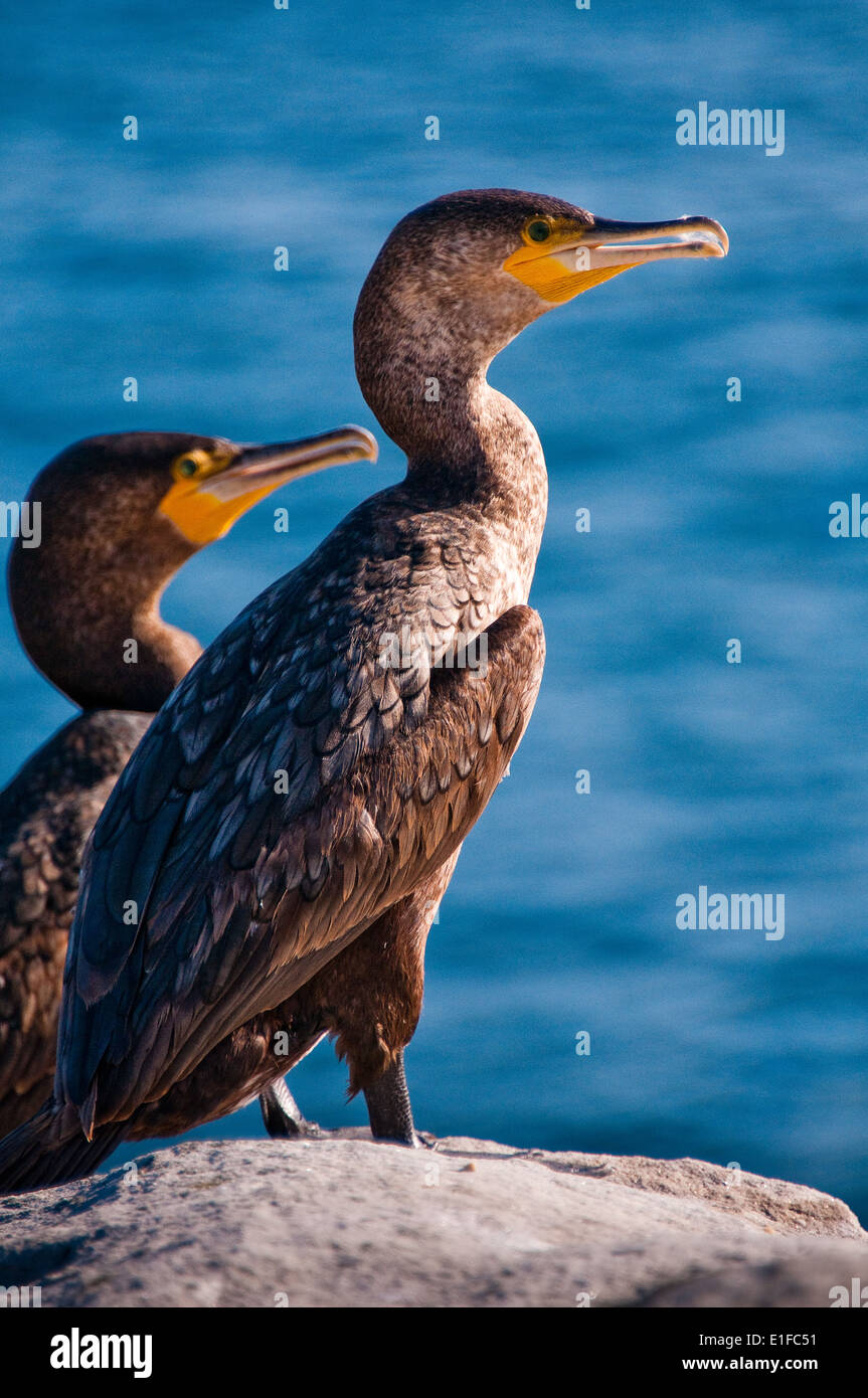 Great Cormorant (Phalacrocorax carbo) catching the late afternoon sun at Henry Head, Botany Bay, Australia Stock Photo