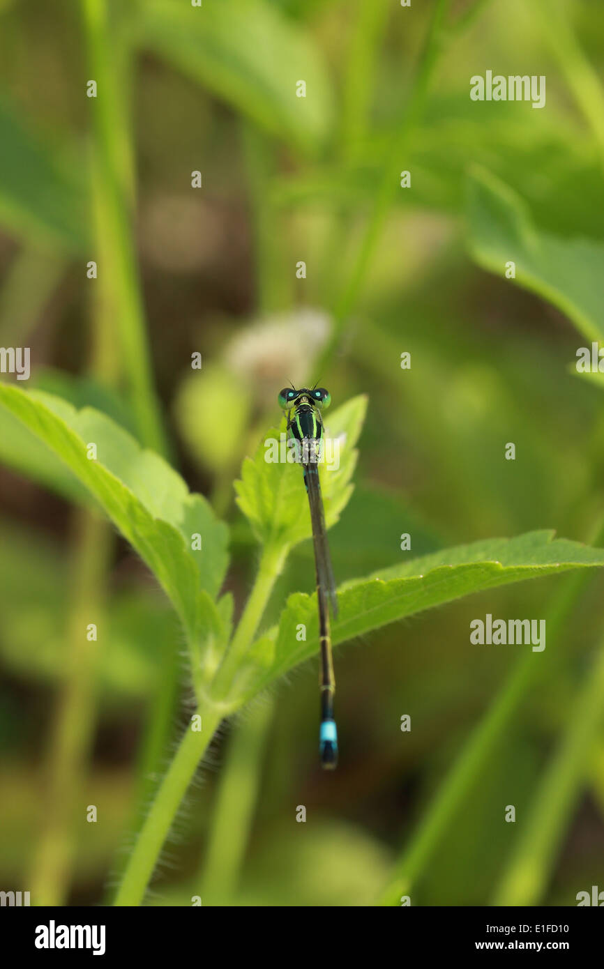 close, up, macro, thailand, asia, focus,Dragonfly, Northern hemisphere Stock Photo