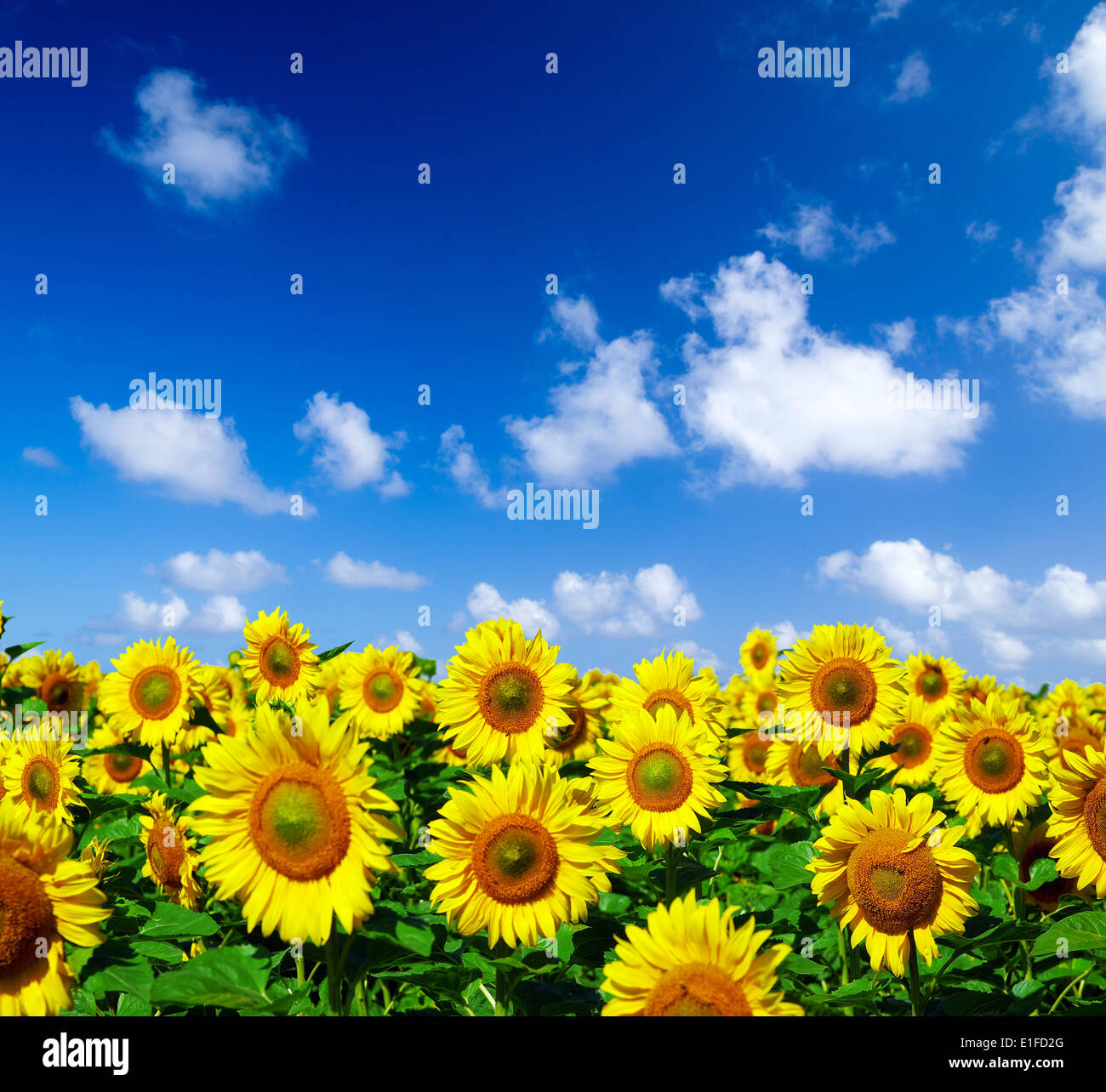 sunflower field over cloudy blue sky Stock Photo - Alamy