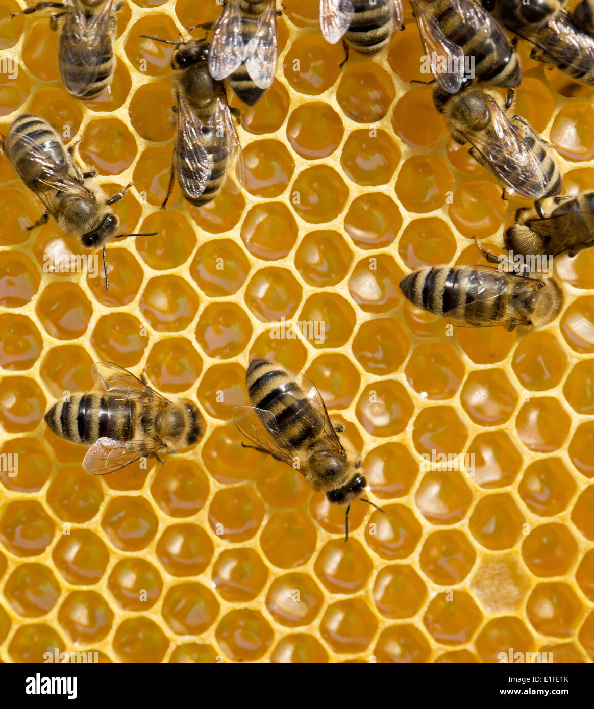 Bee on honeycells hi-res stock photography and images - Alamy