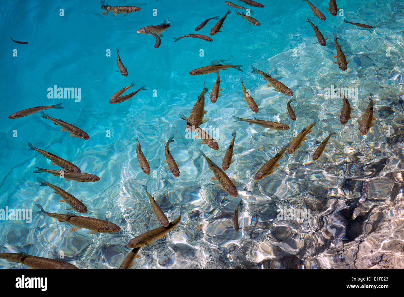 Group of fish in blue tropical sea Stock Photo